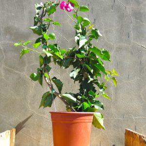 Bougainvillea-rubery-scaled-1.jpg Bougainvillea Rubery 10lt