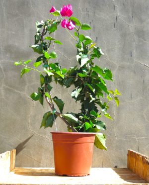 Bougainvillea Rubery 10lt