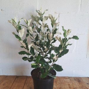 Bracheleana-discolour.jpg Brachylaena Discolour 21cm Pot