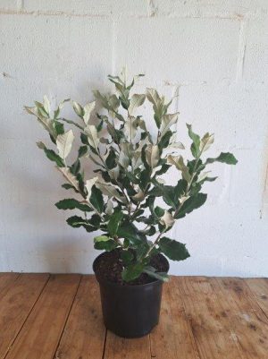 Brachylaena Discolour 21cm Pot