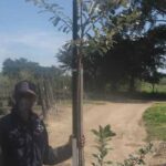 Brachylaena Discolor 40lt Common Names: Coastal Silver Oak, Kusvaalbos