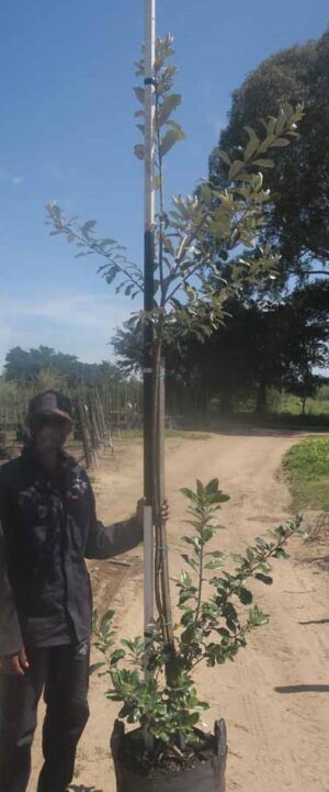 Brachylaena Discolor 40lt Common Names: Coastal Silver Oak, Kusvaalbos