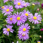 Brachyscome Brasco Violet 14cm Pot