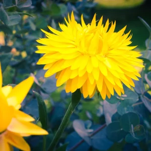 Bracteantha-Mohave-TM-Yellow-15cm.webp Bracteantha 'Mohave TM Yellow' 15cm Pot