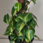 Philodendron Brasil on Moss Pole 30cm Pot
