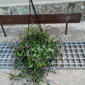 Tradescantia Bridal Veil 16cm Hanging Basket