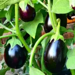 Brinjal Black Beauty 4 Pack Tray