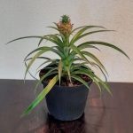 Bromeliad Ananas 15cm Pot