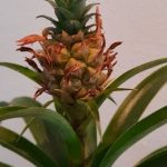 Bromeliad Ananas 15cm Pot
