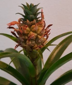 Bromeliad Ananas 15cm Pot