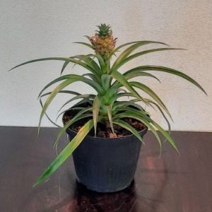 Bromeliad Ananas 15cm Pot