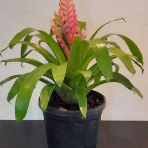 Bromeliad Vriesea 15cm Pot