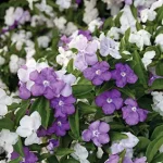 Brunfelsia Floribunda 4lt