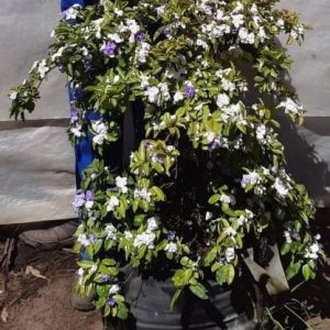 Brunsfelsia-Floribunda-70lt.jpg Yesterday, Today and Tomorrow 70lt