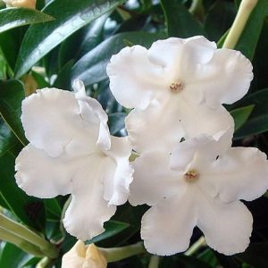 Brunsfelsia Undulata 15cm pot