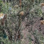 Buddleia Saligna 70lt