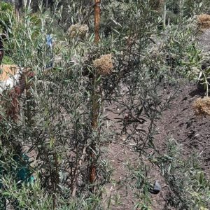 Buddleia-saligna-70lt.jpg Buddleia Saligna 70lt