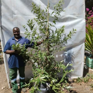 Buddleia-salviifolia-70lt-RH.webp Buddleia Salviifolia 70lt