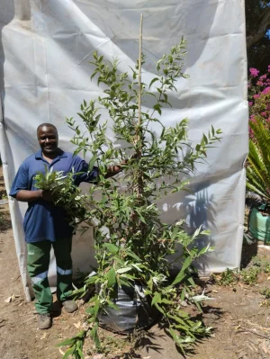 Buddleia Salviifolia 70lt