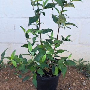 Buddleja-auriculata-scaled-1.jpg Buddleja Auriculata 21cm Pot