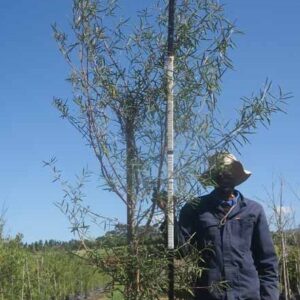 Buddleja Saligna 40lt Common Name: False Olive Tree Buddleja Saligna 40lt Common Name: False Olive Tree