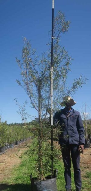 Buddleja Saligna 40lt Common Name: False Olive Tree Buddleja Saligna 40lt Common Name: False Olive Tree