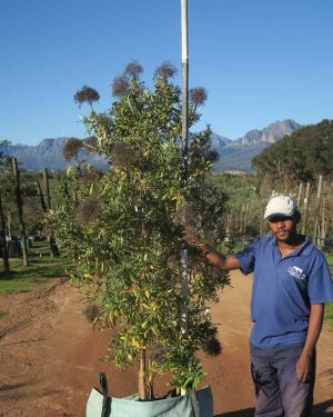 Buddleja Saligna 200lt