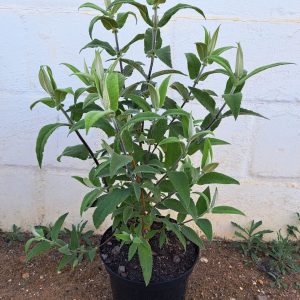 Buddleja-salviifolia-scaled-1.jpg Buddleja Salviifolia 21cm Pot