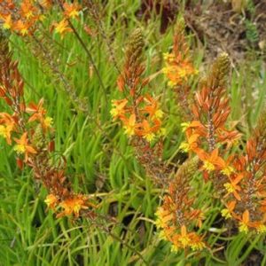 Bulbine Orange 4lt