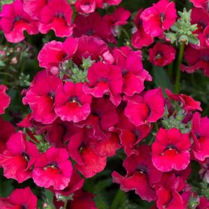 Nemesia Nesia Burgundy 15cm Pot