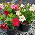 Dipladenia 'Diamantina Jade' 19cm Pot