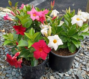 Dipladenia 'Diamantina Jade' 19cm Pot