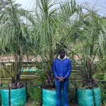 Butia Capitata Palm 250lt Tree