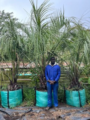 Butia Capitata Palm 250lt Tree