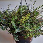 Button Fern 25cm Hanging Basket