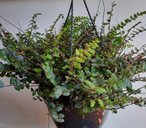 Button Fern 25cm Hanging Basket