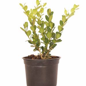 Buxus Faulkner 12cm Pot