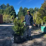 Buxus Faulkner 70lt