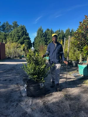 Buxus Faulkner 70lt