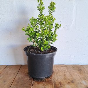Buxus-faulkner-scaled-1.jpg Buxus Faulkner 21cm Pot