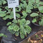 CALATHEA-BURLE-MARX-23cm.jpeg Calathea Burle Marx 23cm Pot