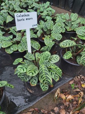 CALATHEA-BURLE-MARX-23cm.jpeg Calathea Burle Marx 23cm Pot