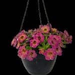 Calibrachoa Assorted 21cm H/B
