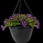 Calibrachoa Assorted 21cm H/B