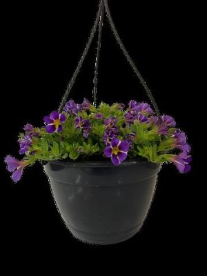 Calibrachoa Assorted 21cm H/B