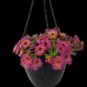 Calibrachoa Assorted 21cm H/B