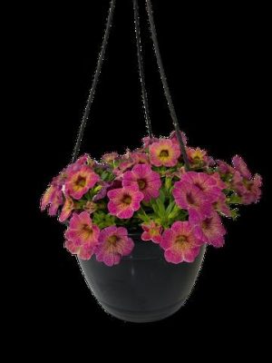 Calibrachoa Assorted 21cm H/B