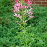 Cleome 4 Pack Tray