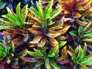 Croton Assorted Croton Assorted 35cm Pot - ClicknPlant Online Nursery Cape Town
