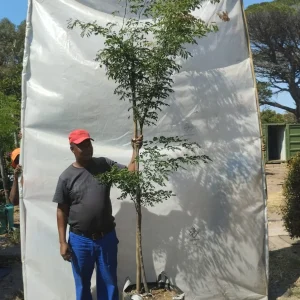 Caesalpinia-Ferrea-70lt-Tree.webp Caesalpinia Ferrea 70lt Tree